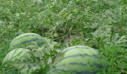 瓜瓜基地 吃瓜网官网,吃瓜网官网带你畅游瓜果世界